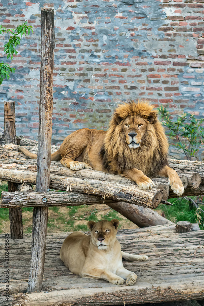 Naklejka premium A lion in captivity