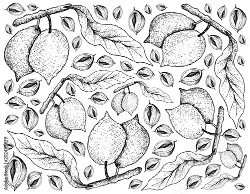 Hand Drawn of Abiu Fruits on White Background