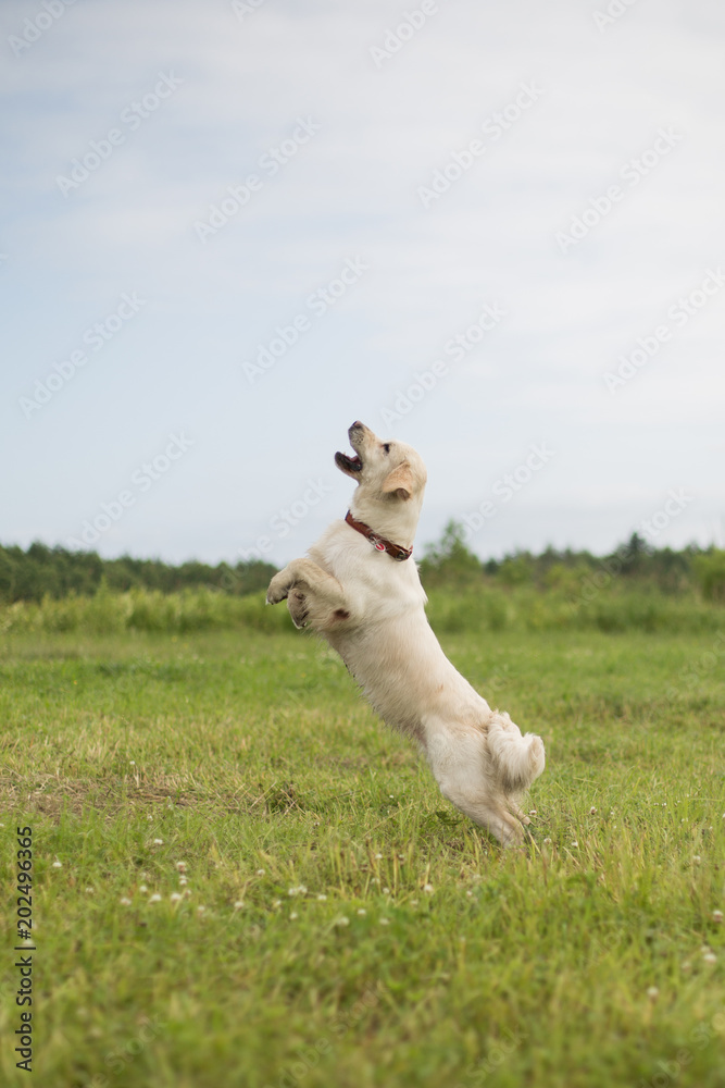 Dirty and wet but Happy Golden Retriever jumping in the field in summer