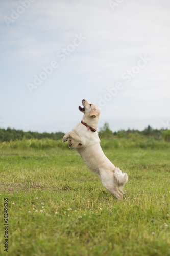 Dirty and wet but Happy Golden Retriever jumping in the field in summer
