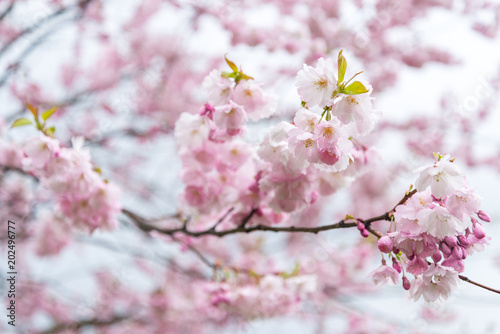 Sprink time  branch of sakura flowers