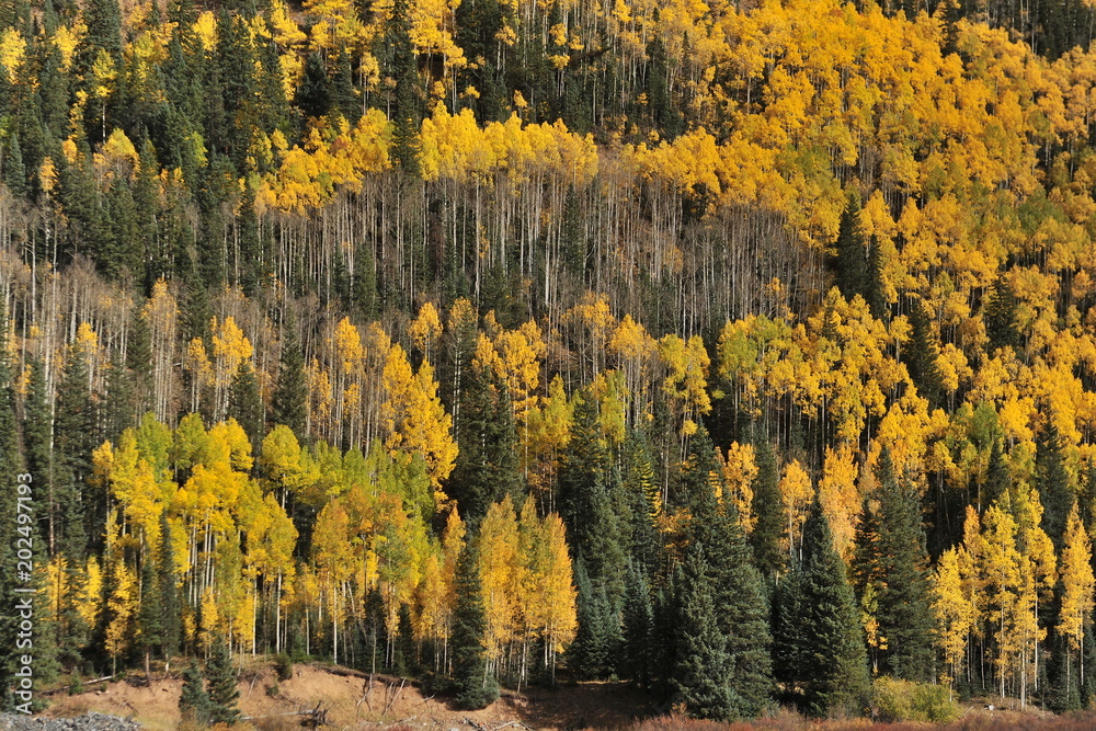 Aspen forests painted with bright yellow colors of autumn