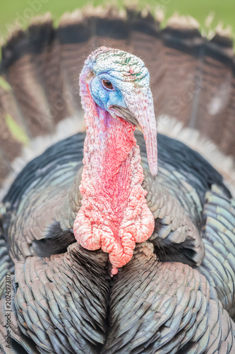 colourful wrinkled turkey head closeup