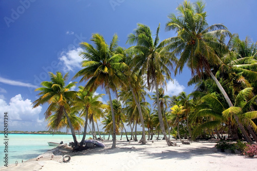 Fototapeta Naklejka Na Ścianę i Meble -  Tropical beach with palm trees, Bora Bora, French Polynesia.