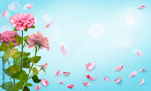 Roses flowers pink petals falling  wedding  mother s  valentine s  anniversary  romance  love  decoration  mockup pastel bokeh lights background top view floral blurred  copy space for text.