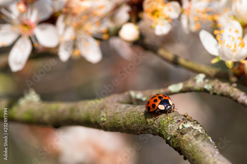 A ladybug beetle climbing on a flowering apple tree twig © Esch