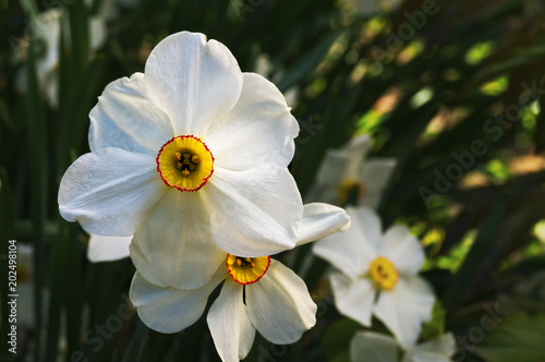 Fototapeta Naklejka Na Ścianę i Meble -  White petals of a blossoming narcissus on a background of green leaves.