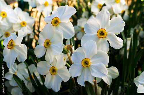 Fototapeta Naklejka Na Ścianę i Meble -  Several flowering daffodils in the active flowering stage.