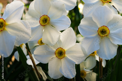 Fototapeta Naklejka Na Ścianę i Meble -  Flowers of narcissus with white petals and a yellow core.