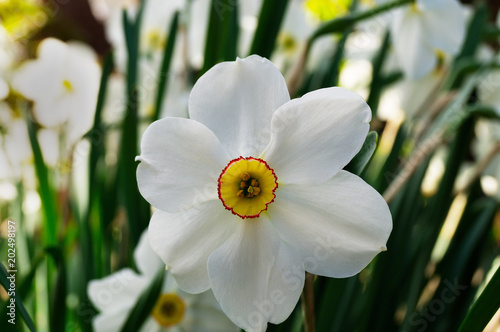Fototapeta Naklejka Na Ścianę i Meble -  A fresh and bright narcissus flower against the background of green stems and leaves.