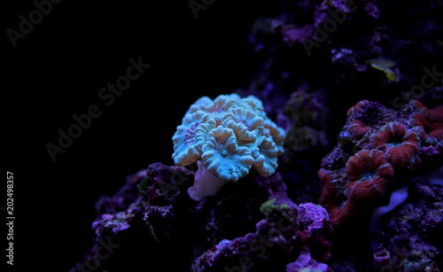 Caulastrea LPS coral in reef aquarium tank  © Kolevski.V