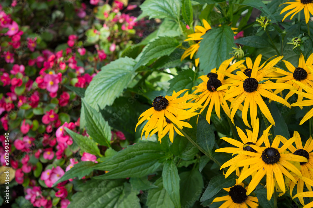 Φωτογραφία Bright yellow flowers of rudbeckia with pink flowers of begonia semperflorens on