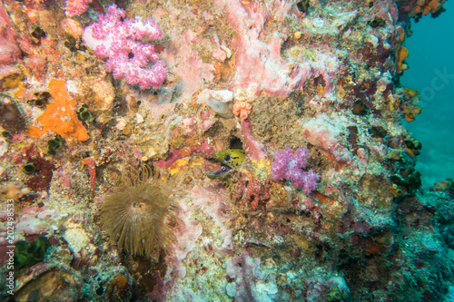 Diving Thailand  Fimbriated moray eel peeking out of his hole in the coral reef