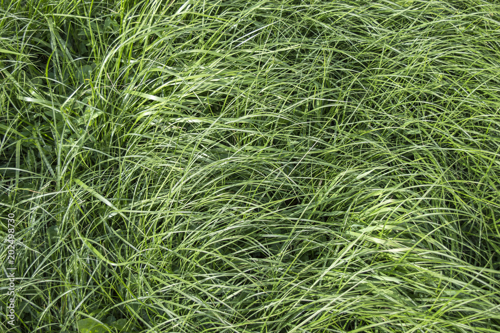 Top view of high green grass background, long fresh grass in summer meadow Top view of high green grass background, long fresh grass in summer meadow