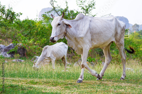 Cow, Vietnam