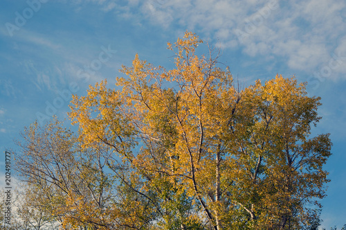 Yellow autumn tree in blue sky