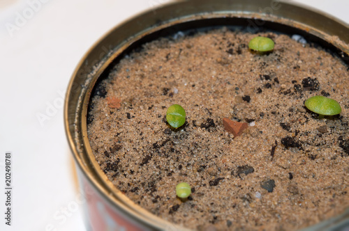 Small seedling of Faucaria britteniae  exotic succulent houseplant and endemic to South Africa