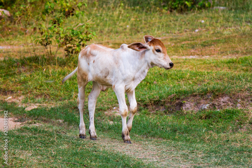 Cow  Vietnam