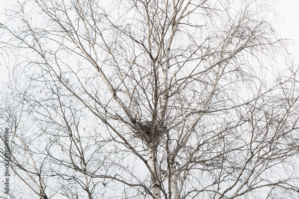 Empty bird's nest in branches of birch tree in March, arrival of spring in the country