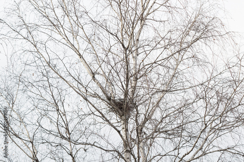 Empty bird s nest in branches of birch tree in March  arrival of spring in the country