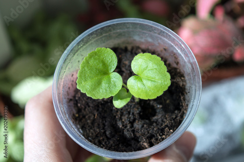 Small pelargonium zonale seedling in plastic pot, popular low maintenance houseplant and annual garden plant with fragrant leaves and large bright heads of flowers