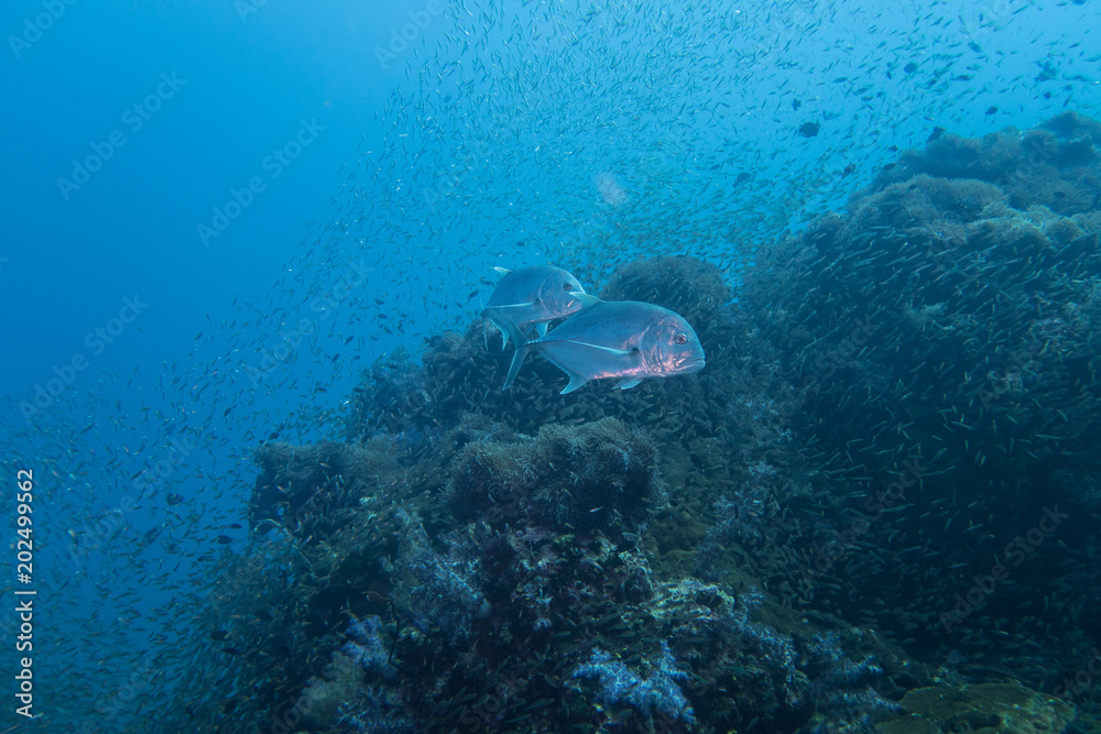 Thailand: Giant Trevallies hunting at Richelieu Rock 