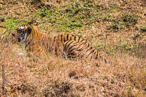 Bengal tiger close view at zoo at different position at national park.