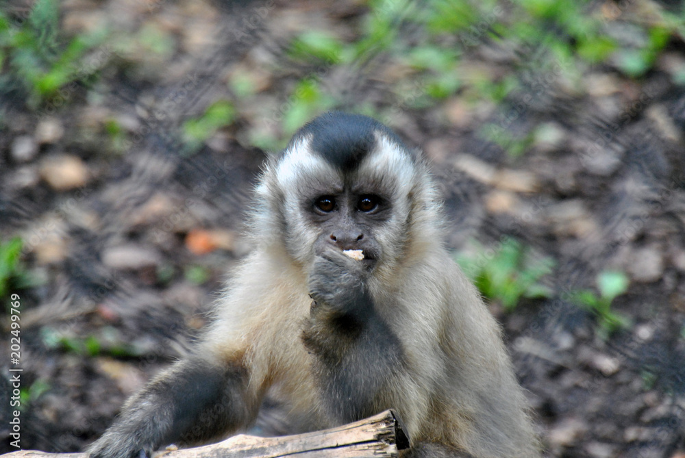 Capuchin monkey looking at the camera while eating a piece of fruit Capuchin monkey looking at the camera while eating a piece of fruit