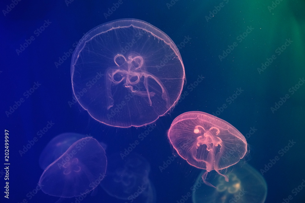 jellyfish in neon light swimming in water. dark background jellyfish in neon light swimming in water. dark background
