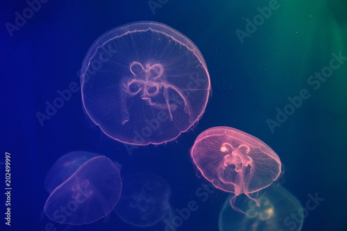 jellyfish in neon light swimming in water. dark background