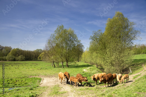 Cows in the Geleenbeek valley © jstuij