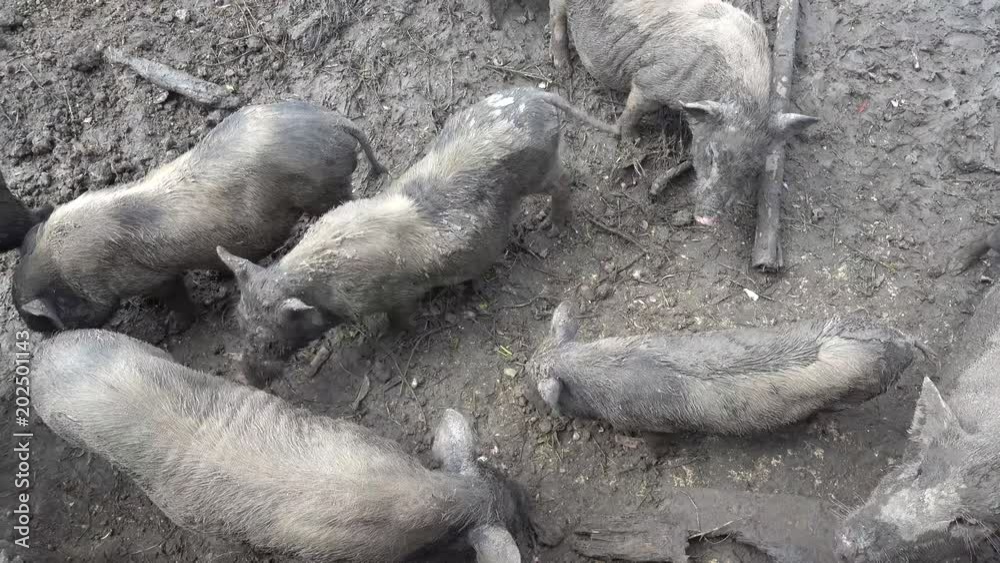 The muddy pig is in a dirty place. The muddy pig is in a dirty place.