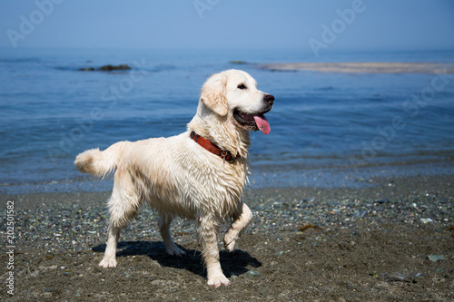 Image of cute white golden retriever dog standing on the sand at the sea.side. Portrait of happy and wet golder retriever girl on sea and blue sky background
