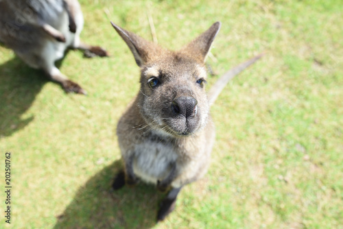Wallaby photo