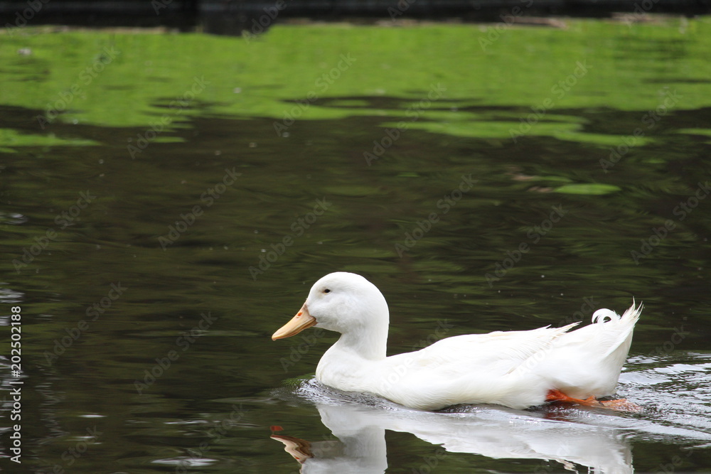 Duck In The Water Duck In The Water