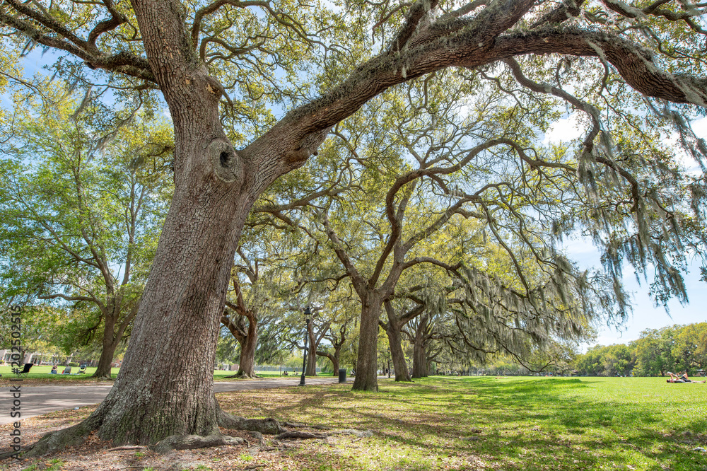 Trees of Forsyth Park in Savannah, Georgia - USA Trees of Forsyth Park in Savannah, Georgia - USA