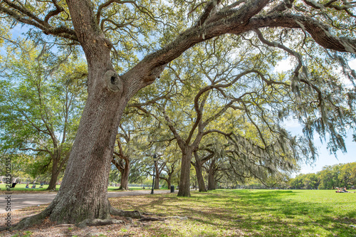 Trees of Forsyth Park in Savannah, Georgia - USA
