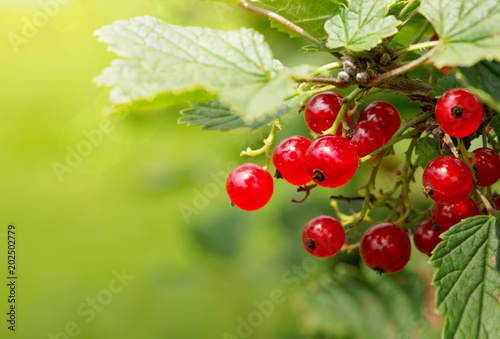 Ripe red currants isolated.
