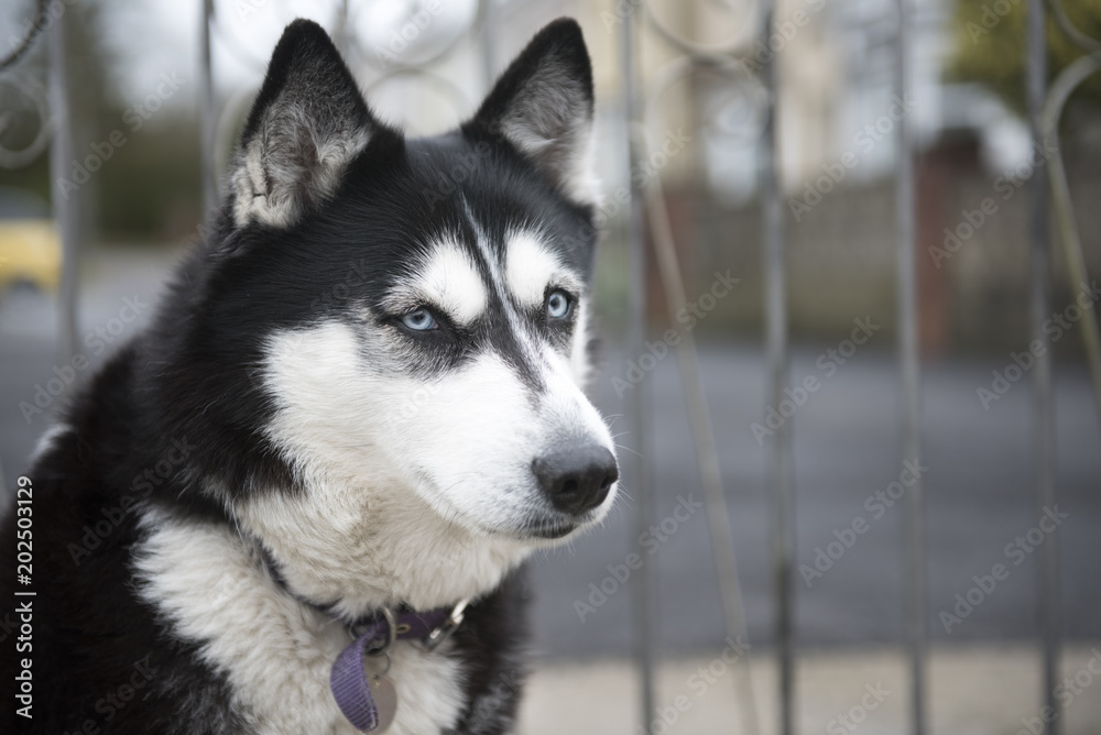 Obraz premium Beautiful Siberian Husky guarding a gate 