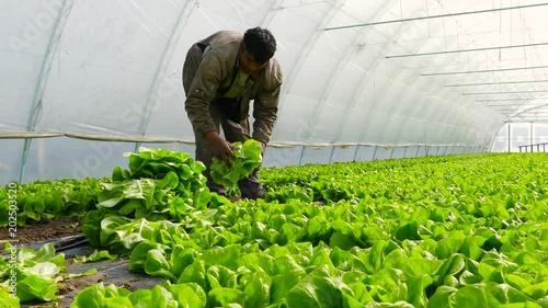 Farmer working in green salad greenhouse.