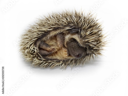 Dwarf hedgehog baby is sleeping On a white background