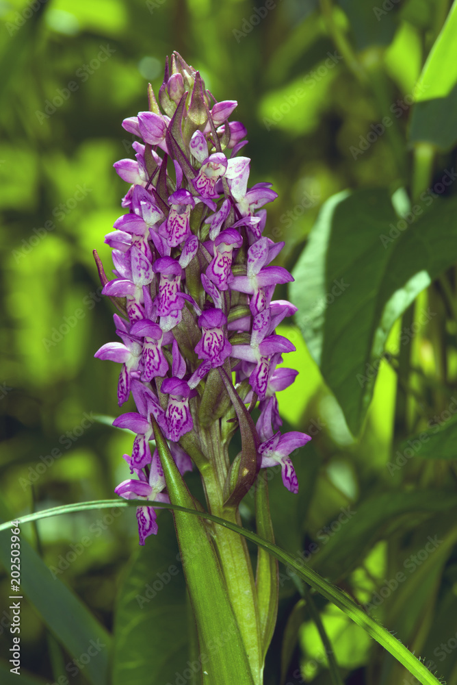 Obraz premium Wild orchid in Denmark