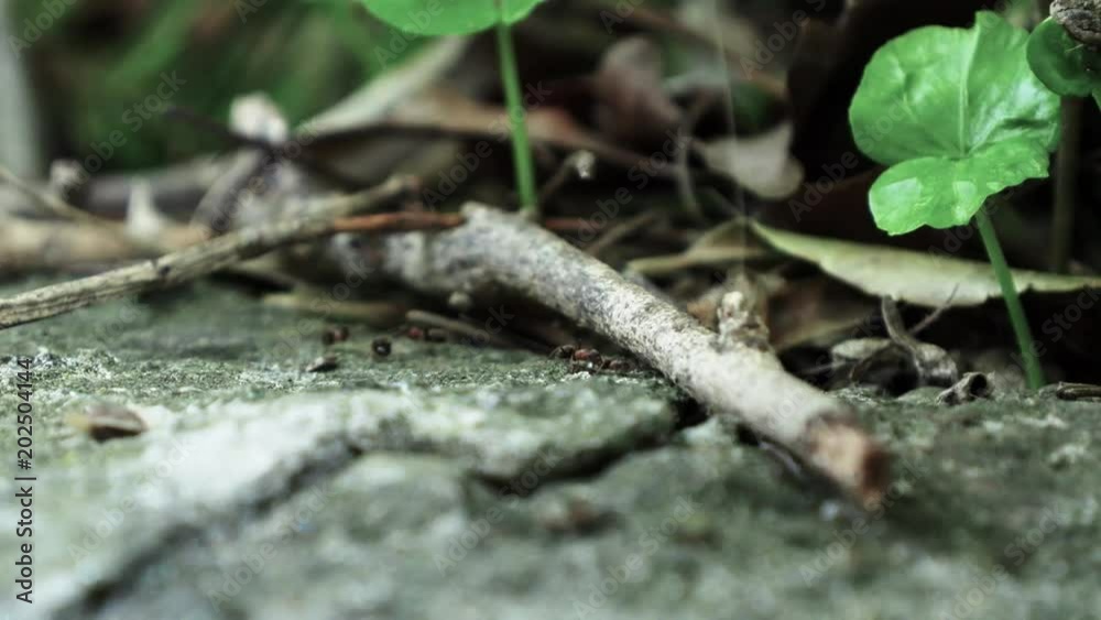 Ants running Close Up Macro_5