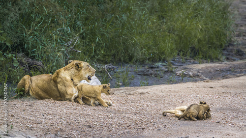 African lion in Kruger National park, South Africa