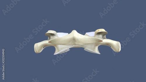 3d illustration of skeletion body part