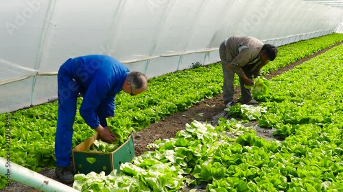 Two farmers working in green salad greenhouse.