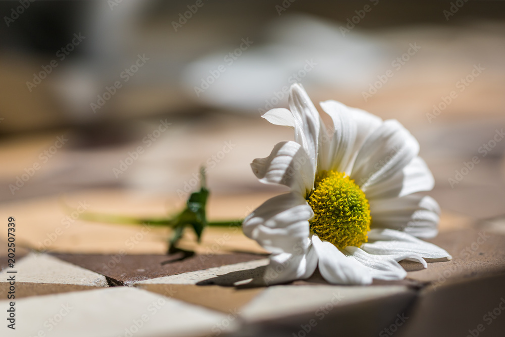Φωτογραφία Moody macro shallow depth of field photo of a single white and yellow daisy on a