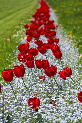row of red tulips blossom in a park