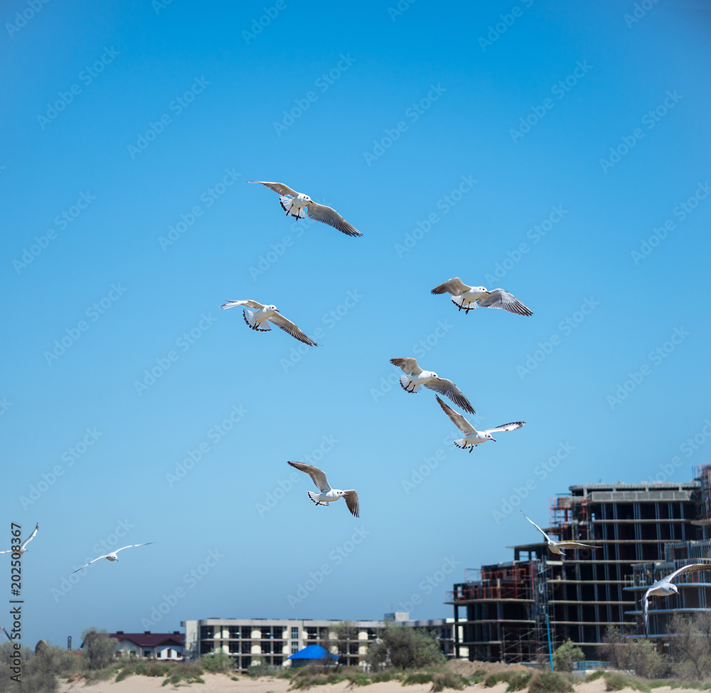 many seagulls birds around the blue sea looking for food