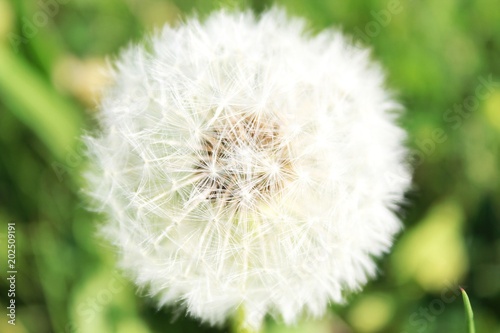 Nahaufnahme einer Pusteblume  L  wenzahn